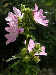 Image result for Malva alcea
