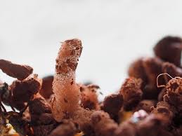 Attēlu rezultāti vaicājumam “Arcyria affinis capillitium”