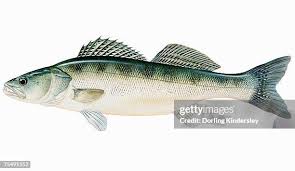 Image result for Sander lucioperca