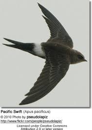 Image result for Apus pacificus