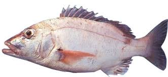 Image result for Petrus rupestris