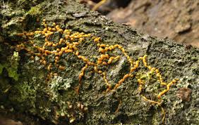 Attēlu rezultāti vaicājumam “Badhamia lilacina”