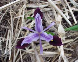 Attēlu rezultāti vaicājumam “Iris rosenbachiana flower”