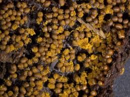 Attēlu rezultāti vaicājumam “Trichia scabra”