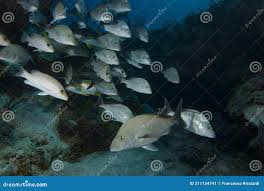 Image result for Haemulon album