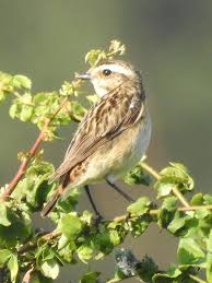 Attēlu rezultāti vaicājumam “Saxicola rubetra juvenile”
