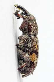 Attēlu rezultāti vaicājumam “Pissodes castaneus”