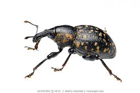 Attēlu rezultāti vaicājumam “Hylobius abietis”