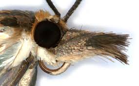 Attēlu rezultāti vaicājumam “Crambus silvella”