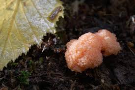 Attēlu rezultāti vaicājumam “Tubifera montana young”