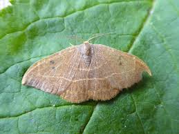 Attēlu rezultāti vaicājumam “Watsonalla binaria”