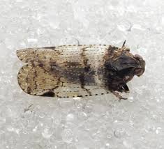 Attēlu rezultāti vaicājumam “Cixius sp.”