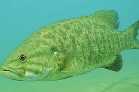 Image result for Tautoga onitis