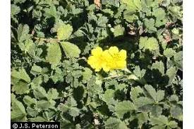 Attēlu rezultāti vaicājumam “Potentilla arenaria”