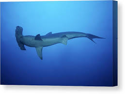 Image result for Sphyrna media