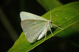 Attēlu rezultāti vaicājumam “Thetidia smaragdaria”