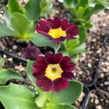 Attēlu rezultāti vaicājumam “Primula x margotae”