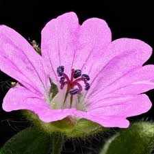 Attēlu rezultāti vaicājumam “Geranium molle flower”