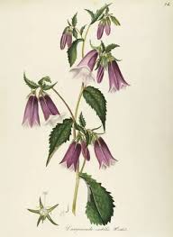 Attēlu rezultāti vaicājumam “Campanulaceae”