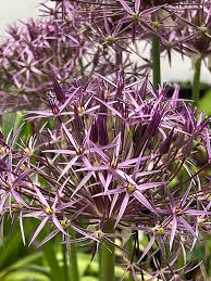 Attēlu rezultāti vaicājumam “Allium holandicum leaf”