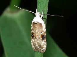 Attēlu rezultāti vaicājumam “Agonopterix alstromeriana”