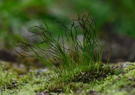 Attēlu rezultāti vaicājumam “Anthocerotopsida”