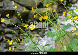 Attēlu rezultāti vaicājumam “Ranunculus lanuginosus flower”