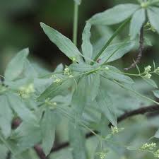 Attēlu rezultāti vaicājumam “Galium schultesii”