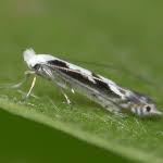 Attēlu rezultāti vaicājumam “Lyonetia prunifoliella”