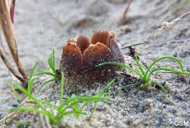 Attēlu rezultāti vaicājumam “Peziza ammophila”