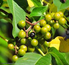 Attēlu rezultāti vaicājumam “Phellodendron amurense fruit”