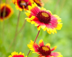 Image result for Gaillardia pulchella