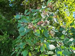 Image result for Leaves Green Bowmen