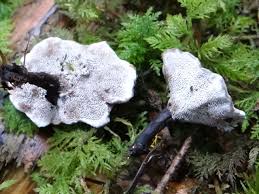 Attēlu rezultāti vaicājumam “Phellodon melaleucus”