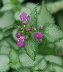 Attēlu rezultāti vaicājumam “Lamium maculatum flower”