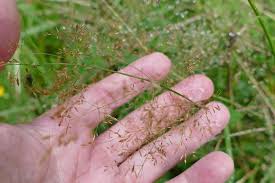 Attēlu rezultāti vaicājumam “Agrostis capillaris”