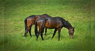 Image result for Beechwood Riding School