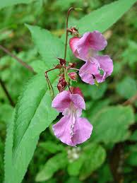 Attēlu rezultāti vaicājumam “Impatiens glandulifera flower”