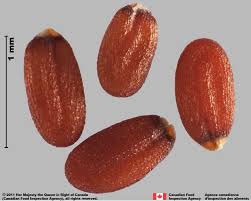 Attēlu rezultāti vaicājumam “Capsella bursa-pastoris”