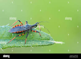 Attēlu rezultāti vaicājumam “Rhynocoris annulatus”