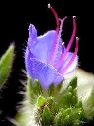 Attēlu rezultāti vaicājumam “Echium vulgare flower”