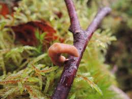 Attēlu rezultāti vaicājumam “Typhula erythropus”