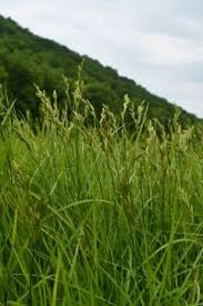 Attēlu rezultāti vaicājumam “Carex scandinavica”