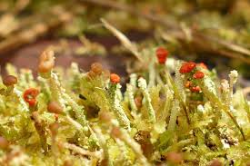 Attēlu rezultāti vaicājumam “Cladonia floerkeana”