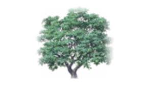 Image result for Orsett Cc