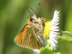 Attēlu rezultāti vaicājumam “Thymelicus lineola underside”
