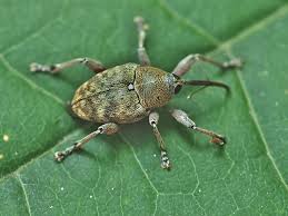 Attēlu rezultāti vaicājumam “Curculio venosus”