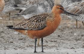 Attēlu rezultāti vaicājumam “Limosa lapponica adult”