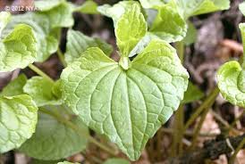 Attēlu rezultāti vaicājumam “Viola mirabilis leaf”