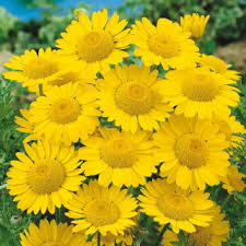 Image result for Färberkamille